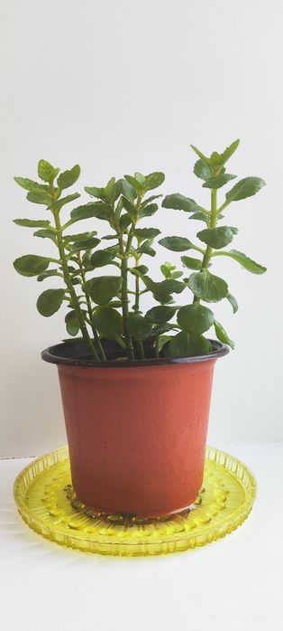 Продам каланхоэ декоративный