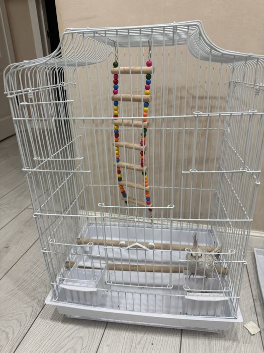 Продам попугая корелла с клеткой вместе