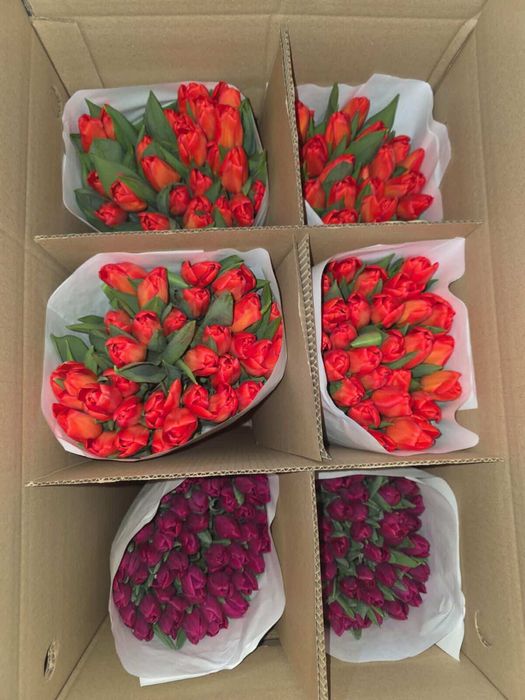 Тюльпаны ! 600 тг!