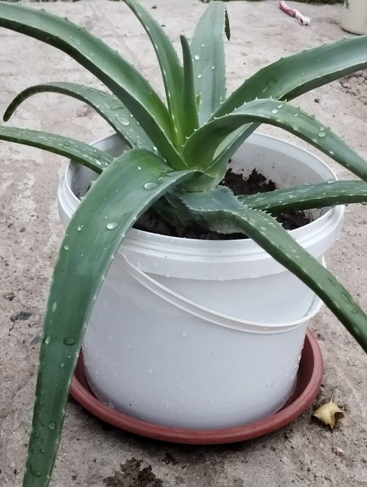 Алоэ столетник 7 лет