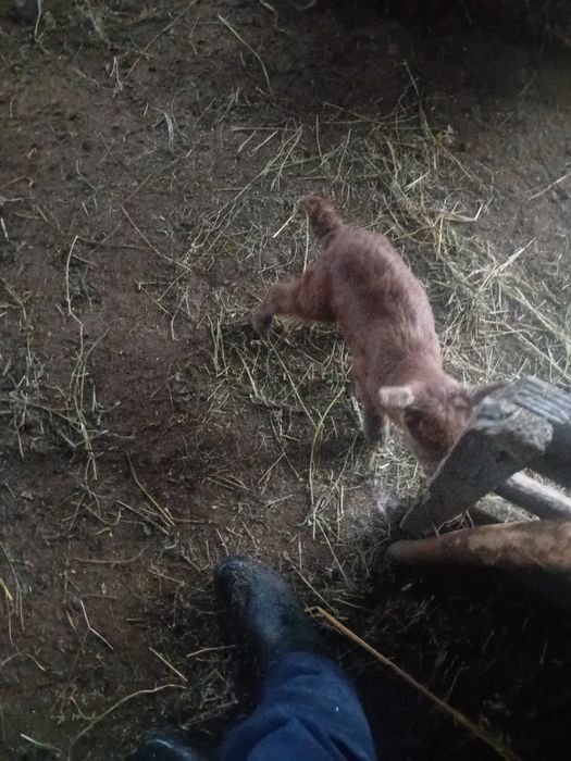 Vand ieduti de cresc la biberonu