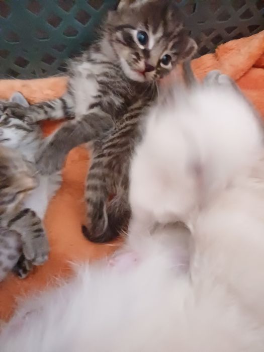 Котята метисы отдам