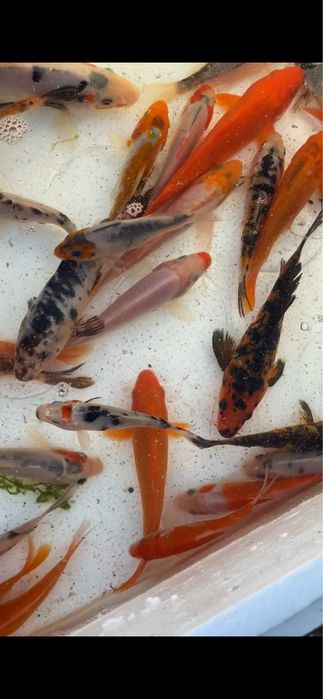 Crapi koi iazuri