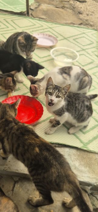 Продавам малки котенца и две големи