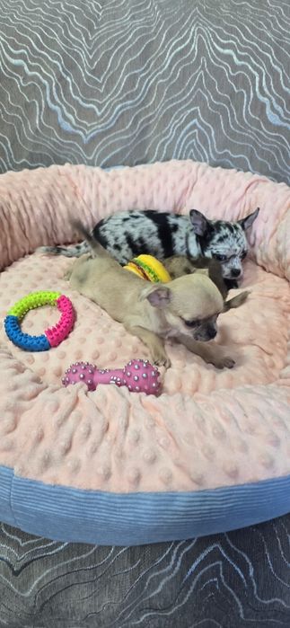 Щенков породы Чихуахуа