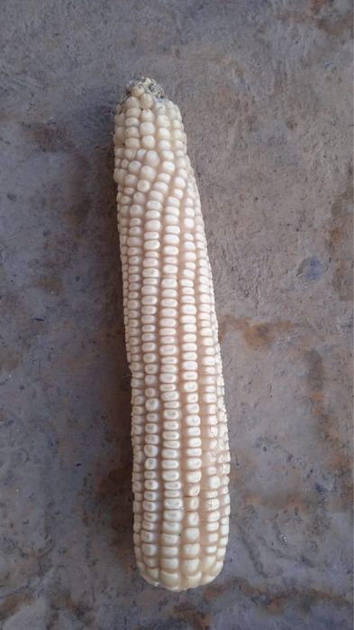 Гей порно және топтық секс қараңыз