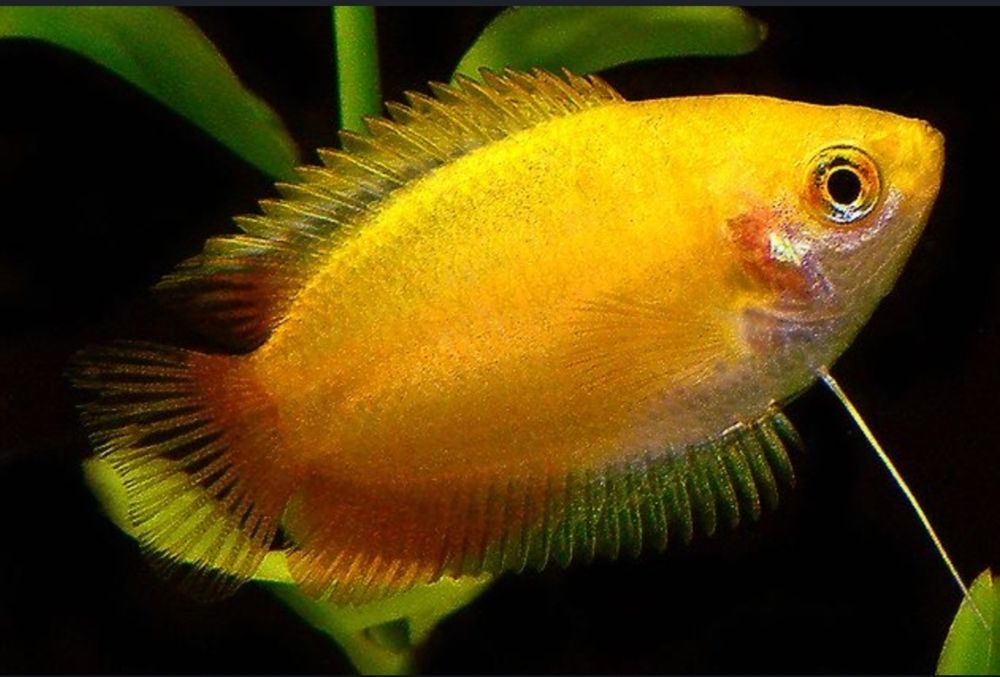 Рыбки для акварюма