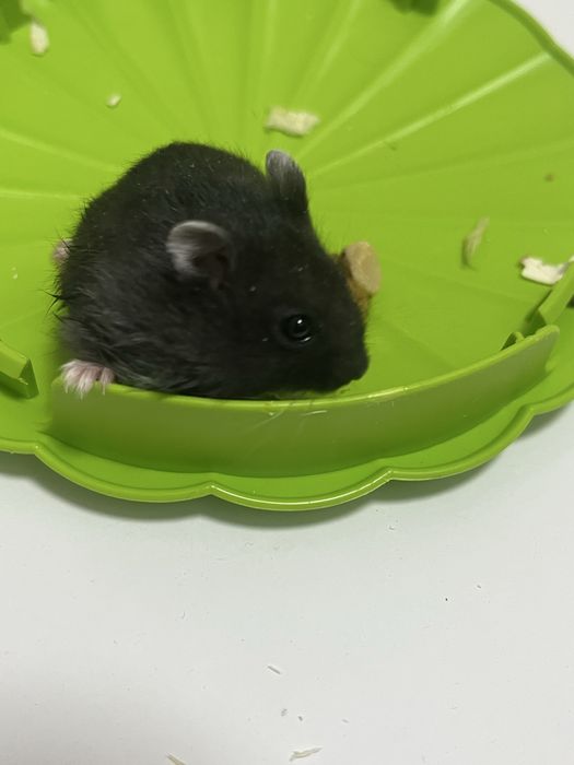 Vand pui de hamster pitic 35 lei bucata