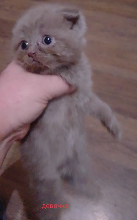 Срочно Продам бритаких котят