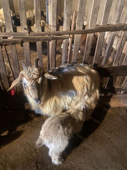 Қозылы қойлар. Лақты ешкілер, сатылады.