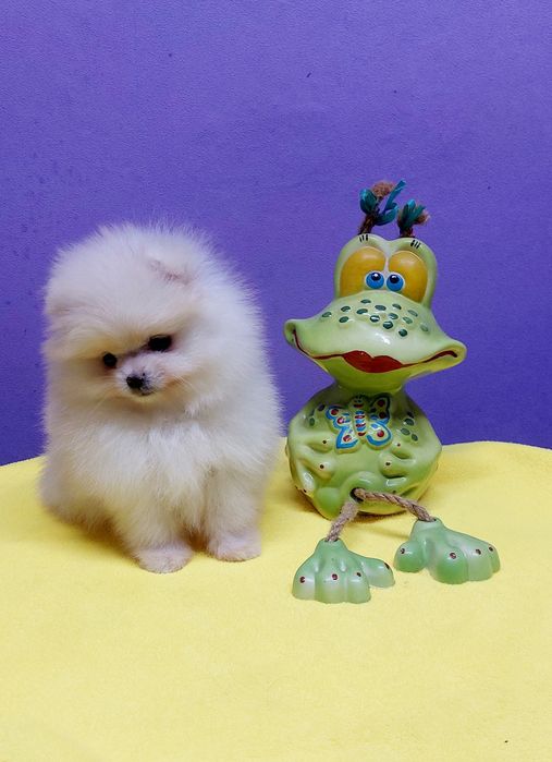 Девочка, померанский шпиц