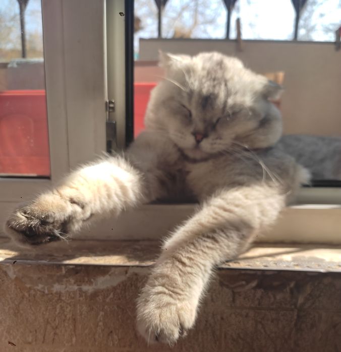 Кот на вязку           .