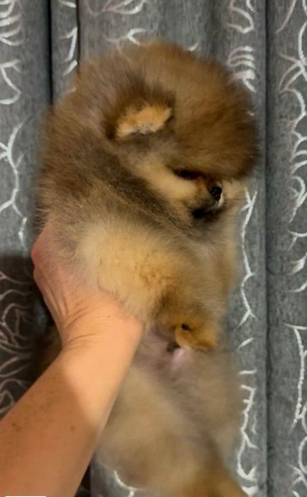 Шпиц померанский