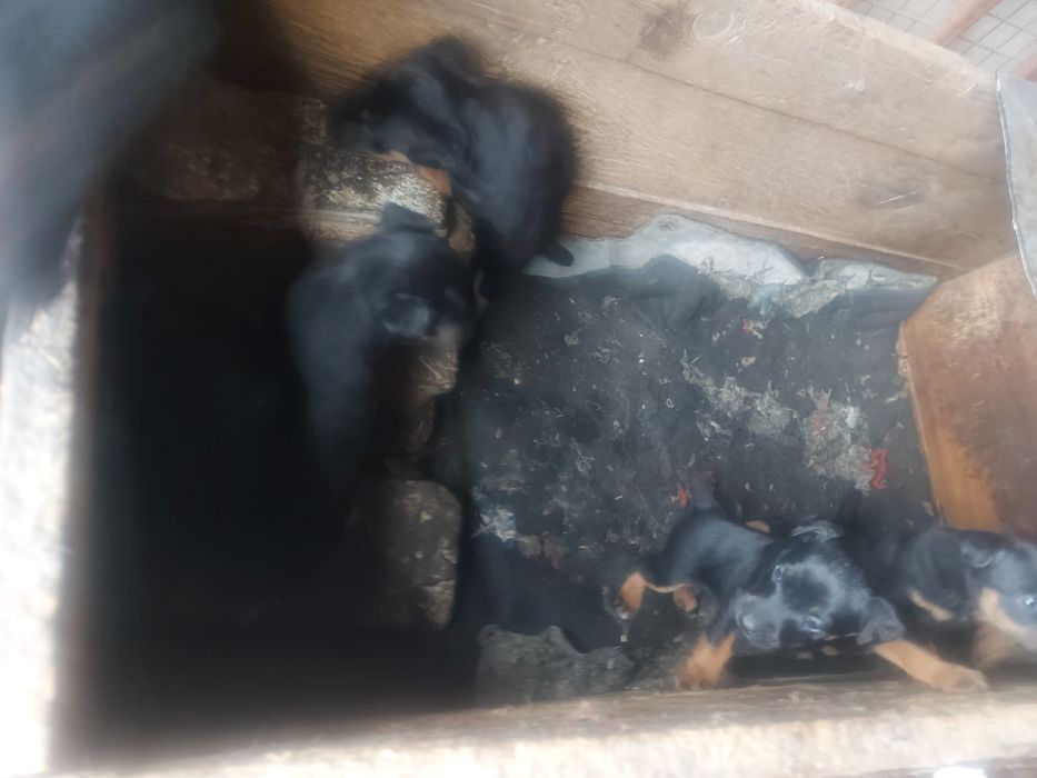 Алиментные Щенки  Ягдтерьер