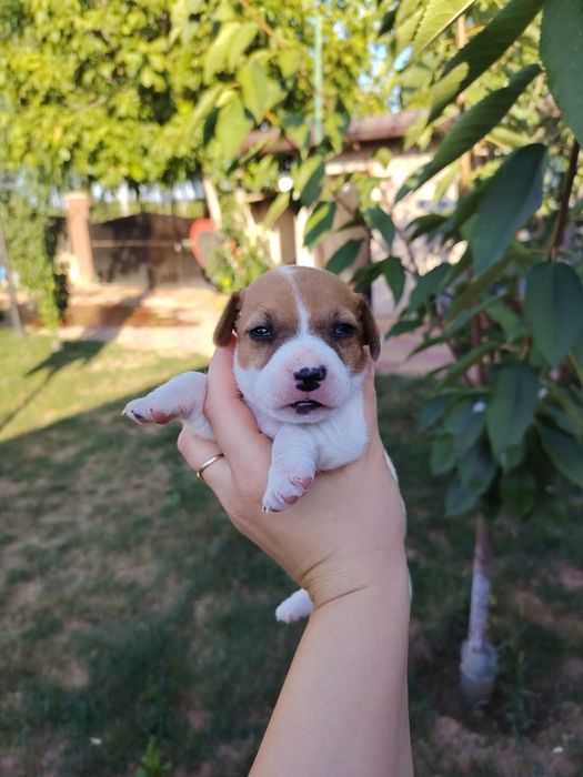 Jack russel terrier