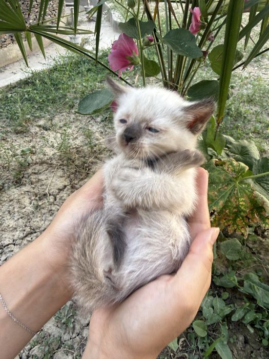 Сиамский котенок