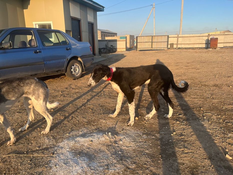 тазы сатылады Семей