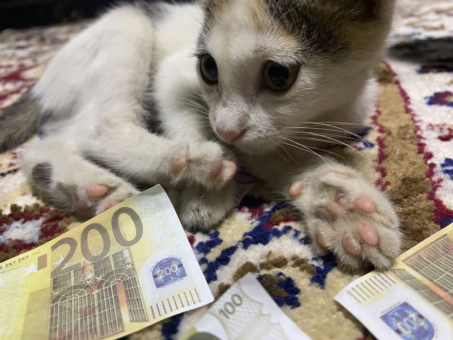 Продается кошка 1