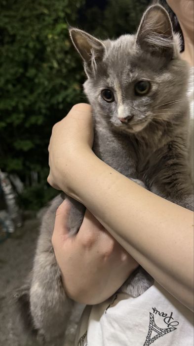 Кошки, бесплатно