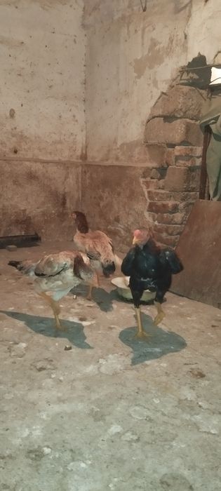 Дакан хўроз ва Товуқ  сотилади