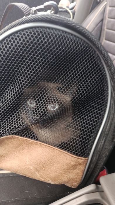 Перевозка животных, Зоотакси