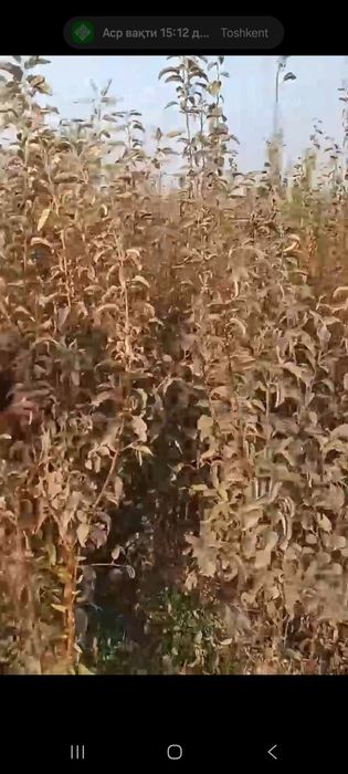 Мевалий кучатлар дехконларидан оптом