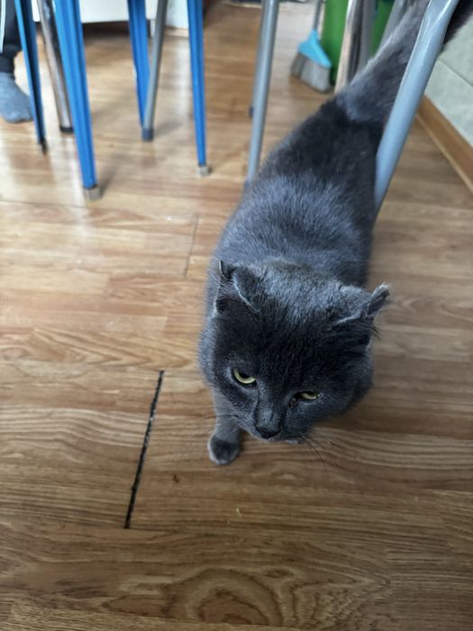 Бесплатно отдам хороши кот все кушает