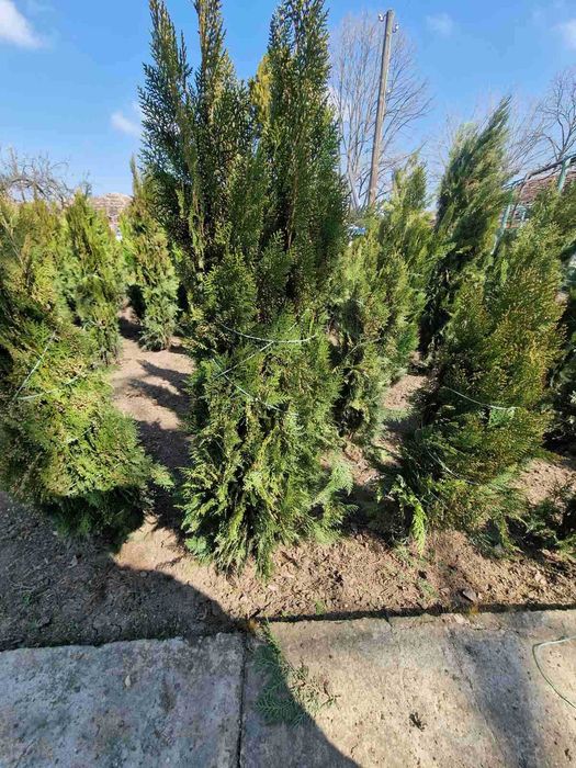 Източна туя за продан от с. Поликраище, Великотърновско