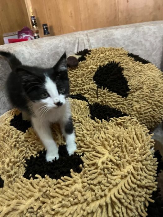 Котята домашние маленькие