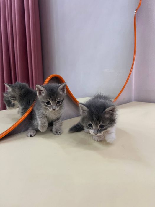 Продаются котята