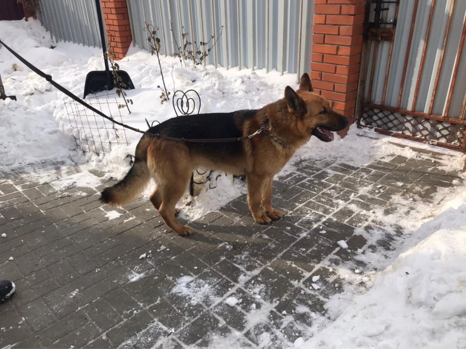 Вязка, овчарка,крупный самец