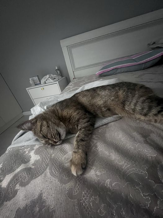 Кошка Молли ищет дом