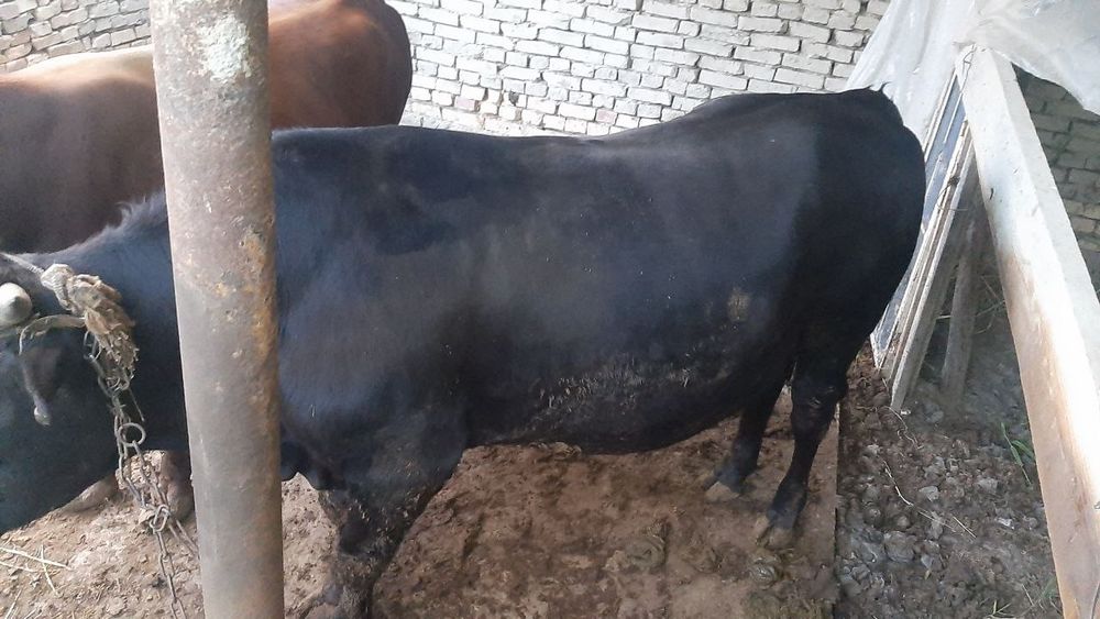 Buqa sotiladi 2 yoshar