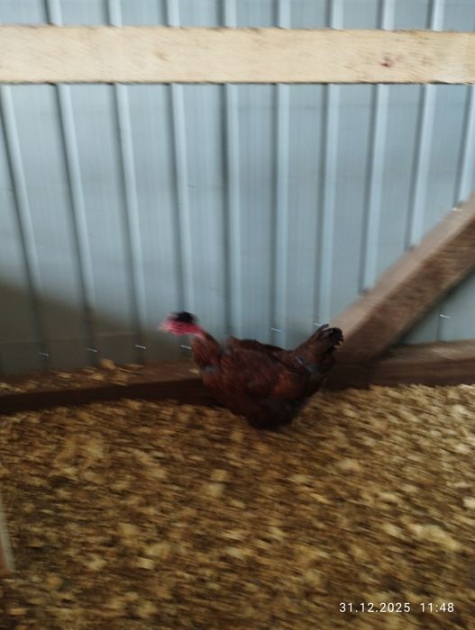 Găinușe golașe pitice