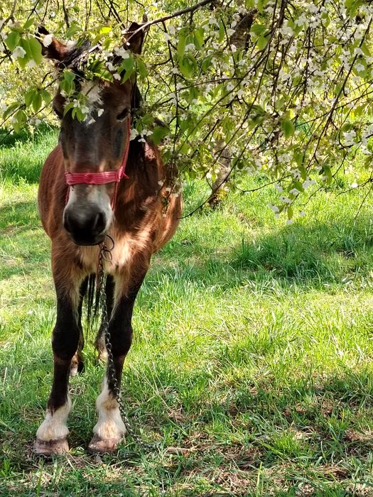Vând armăsar blând