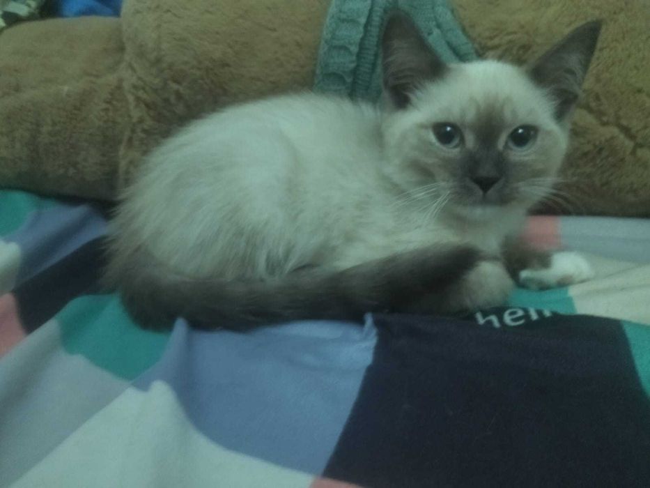 Дарю  маленьких котят