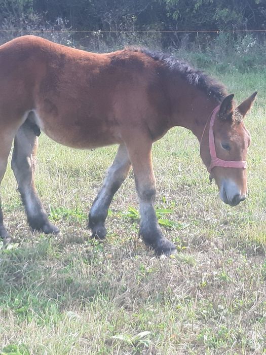 Vând mânji de cate 6luni