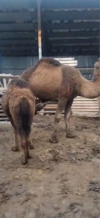 Боталы сауын түйе