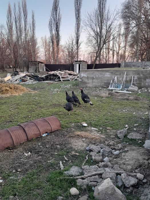 Түйетауық сатылады. 3 мекіш, 1 қораз