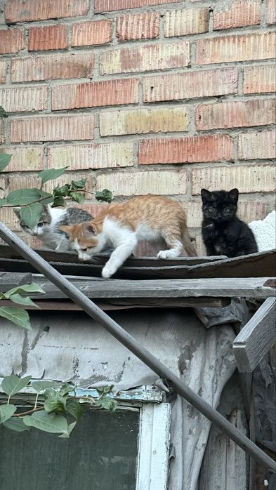 Котята ищут семью