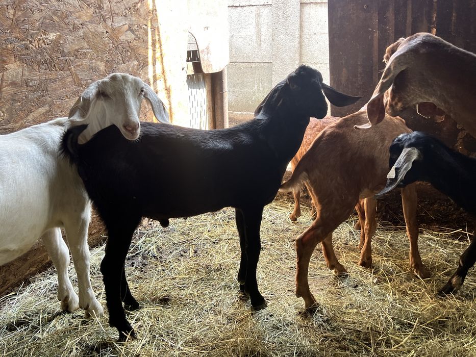 Pereche tap si iada anglonubian