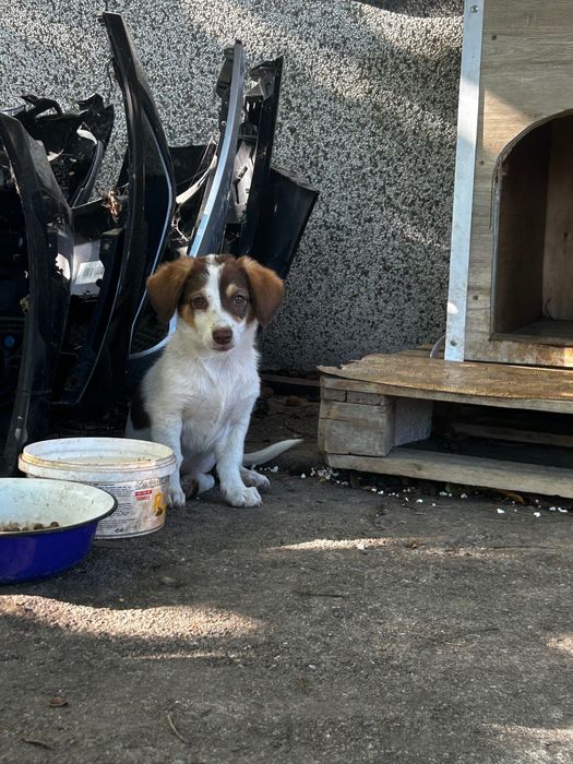 Кученца -подаряват се