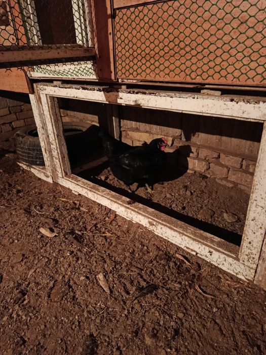 Qora shaxzoda va kulangi jujalar