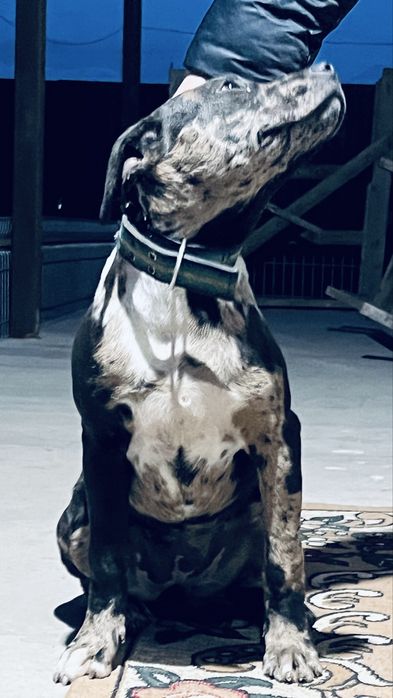 Щенок Питьбултерьер сука 5,5 мес