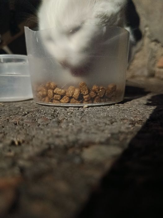 Кошке нужен дом!