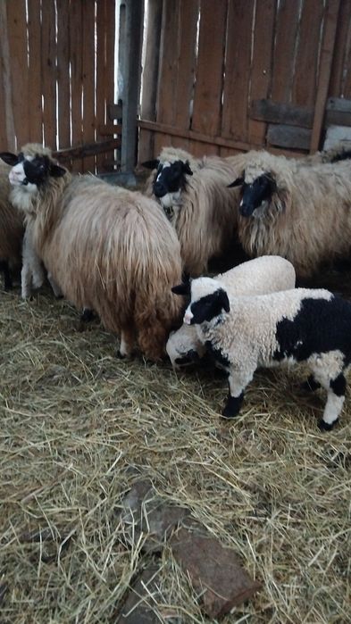 Oi cu miei bune de lapte