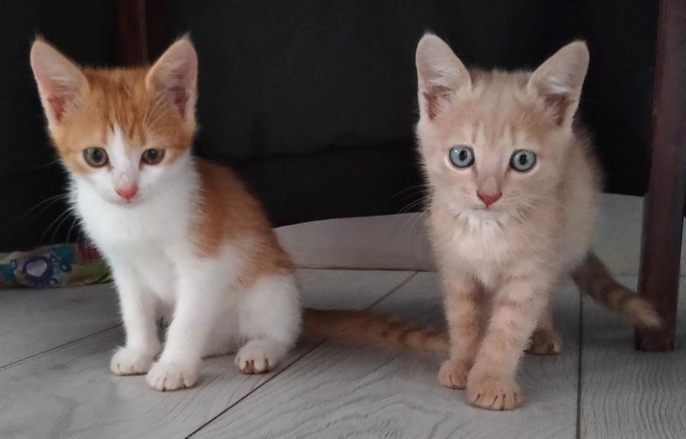 Отдам котят в добрые руки
