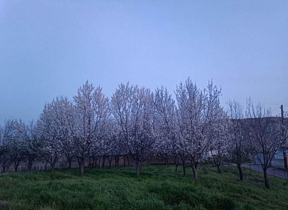 Yer sotiladi 30 sotik