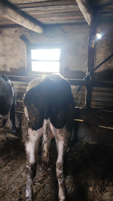 Бұқа сатылады жемделген