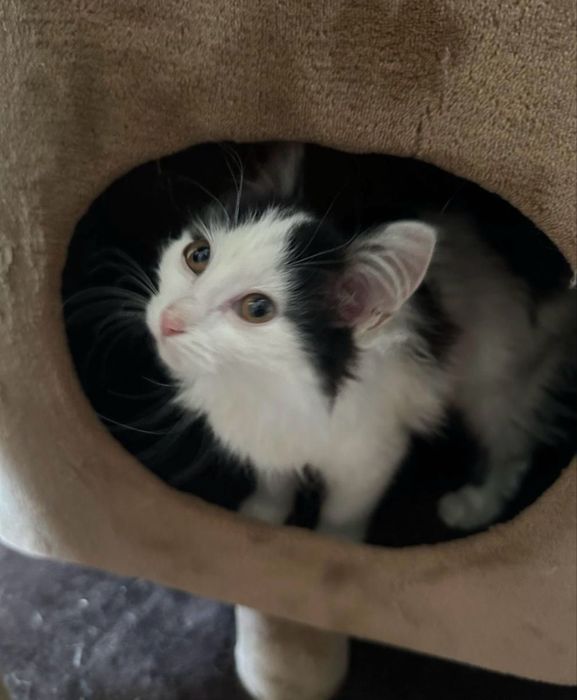 Котенок Шушу ищет семью